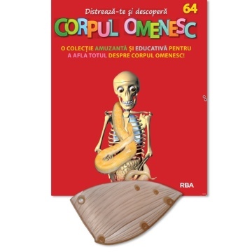 Mușchiul umărului drept (spate) - ediția nr. 64 (Corpul Omenesc)