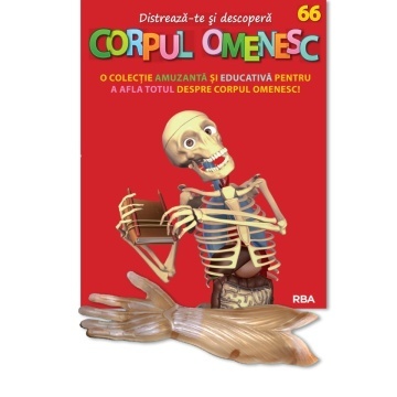 Mușchiul antebrațului drept (față) - ediția nr. 66 (Corpul Omenesc)