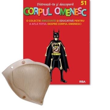 Mușchiul gluteus drept (jos) - ediția nr. 51 (Corpul Omenesc)