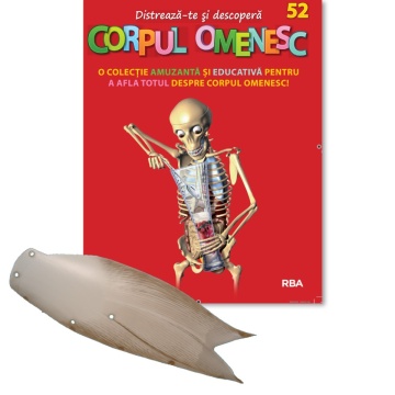 Mușchi coapsă stânga (față) - ediția nr. 52 (Corpul Omenesc)