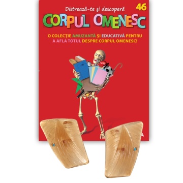 Mușchiul dorsal drept + Mușchiul dorsal stâng - ediția nr. 46 (Corpul Omenesc)
