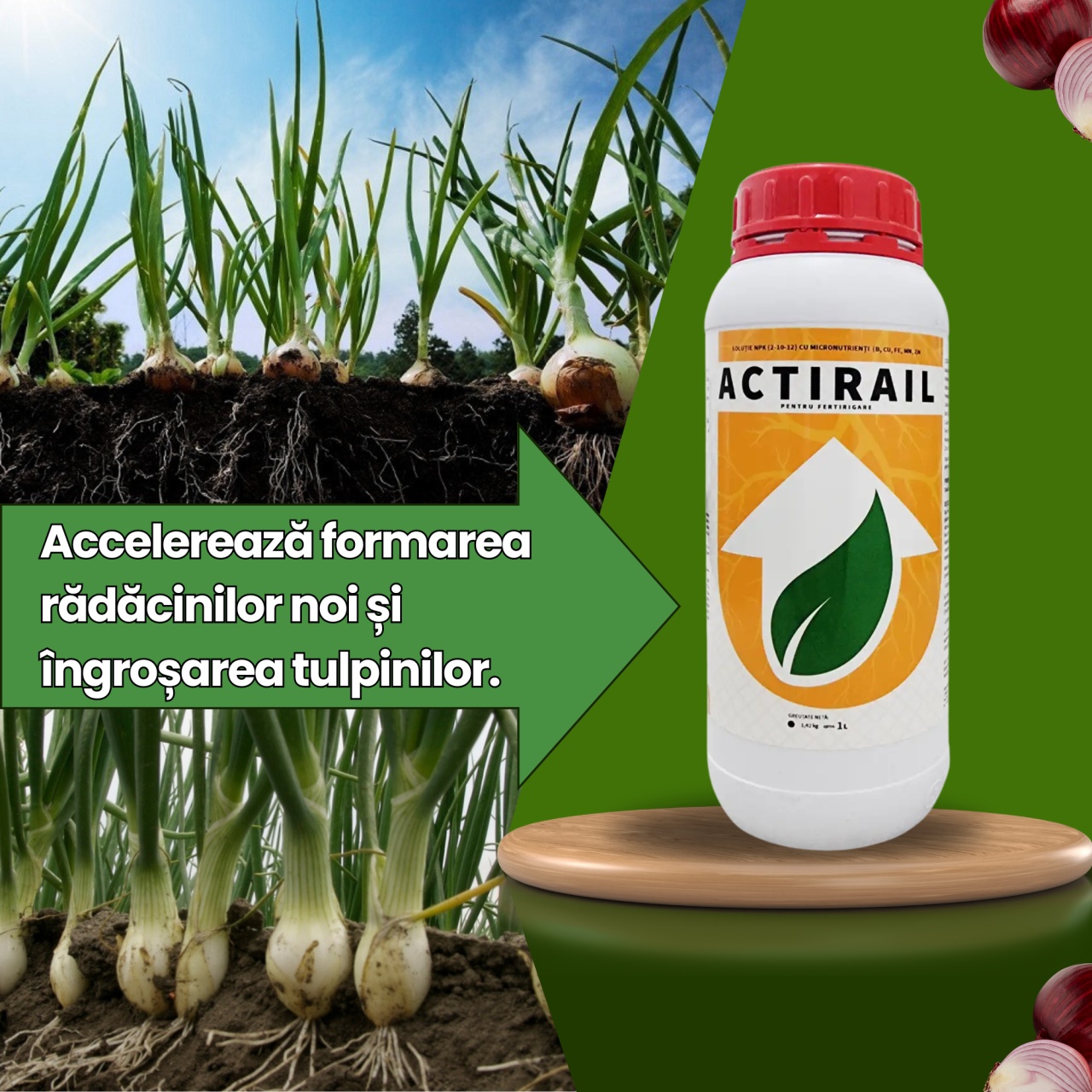 BIOPACK Stadiul 1 Ceapa - Preparare Sol, pana la aparitia bulbilor - 3 | YEO