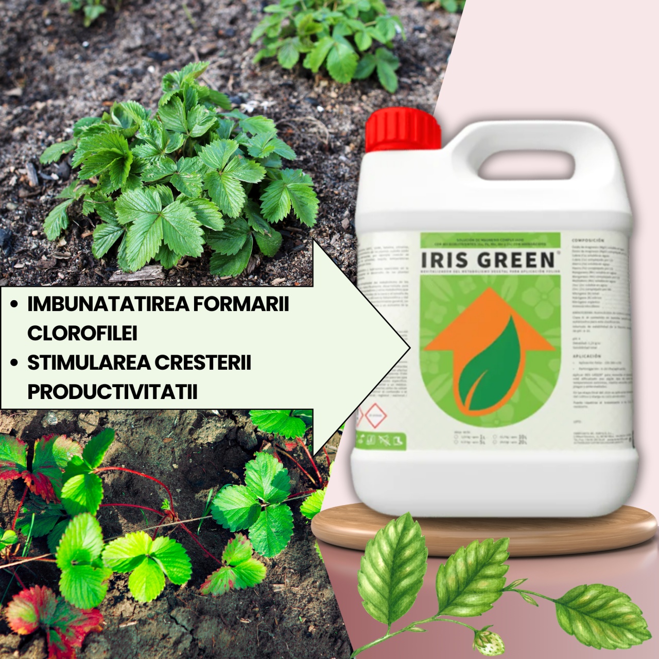 BIOPACK Stadiu 1 CAPSUNI - Transplantare, Dezvoltare si Crestere Productivitate - 2 | YEO