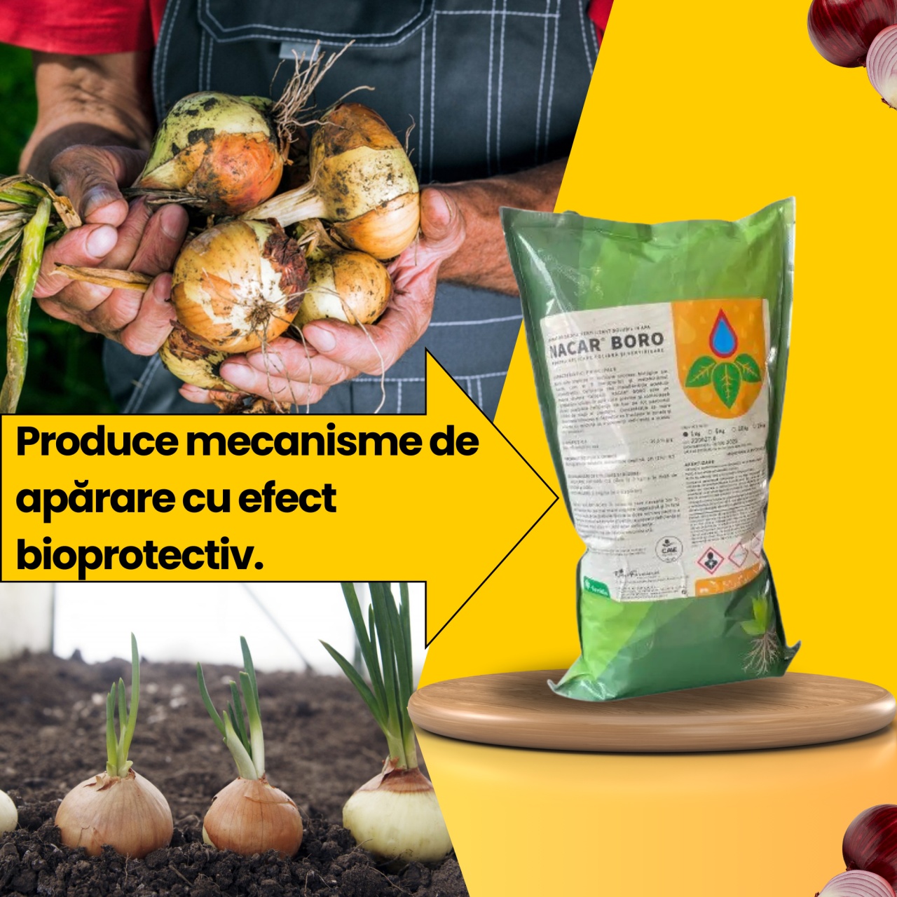 BIOPACK Stadiul 3 Ceapa - Dezvoltarea Bulbilor - Maturitate - 3 | YEO