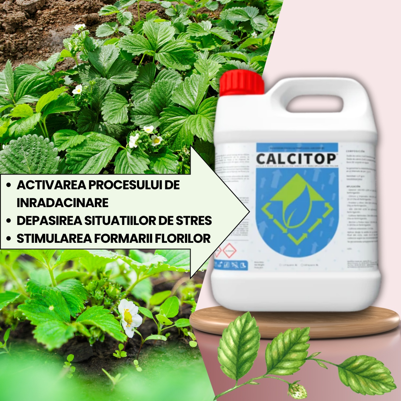 BIOPACK Stadiu 1 CAPSUNI - Transplantare, Dezvoltare si Crestere Productivitate - 3 | YEO