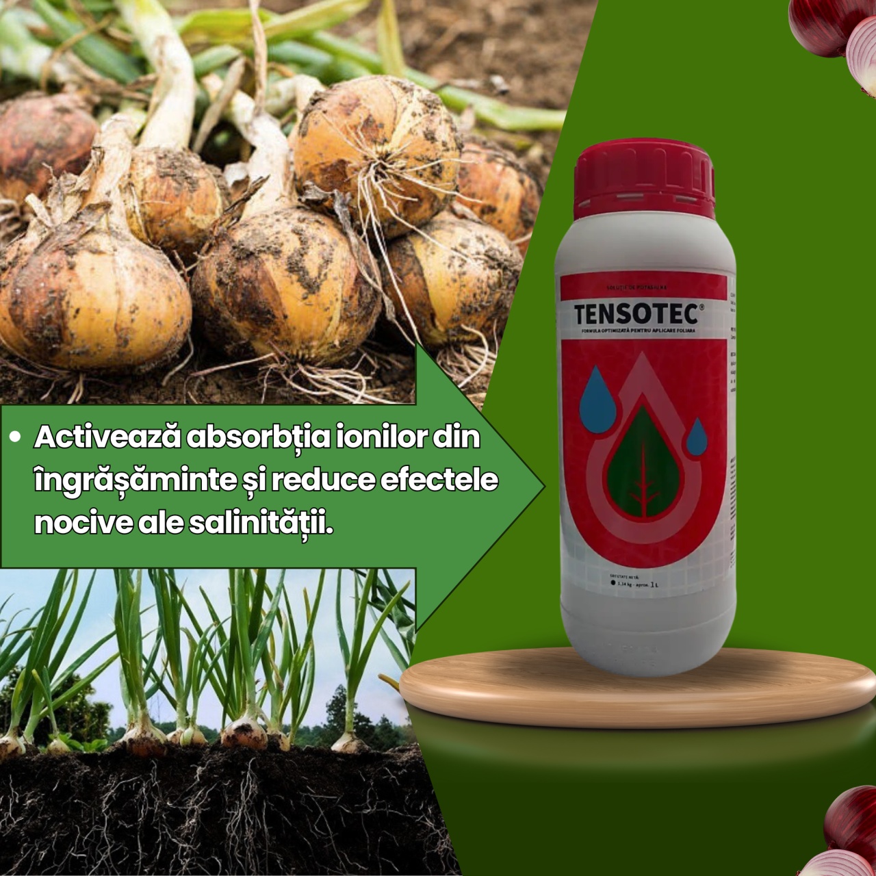 BIOPACK Stadiul 1 Ceapa - Preparare Sol, pana la aparitia bulbilor - 2 | YEO