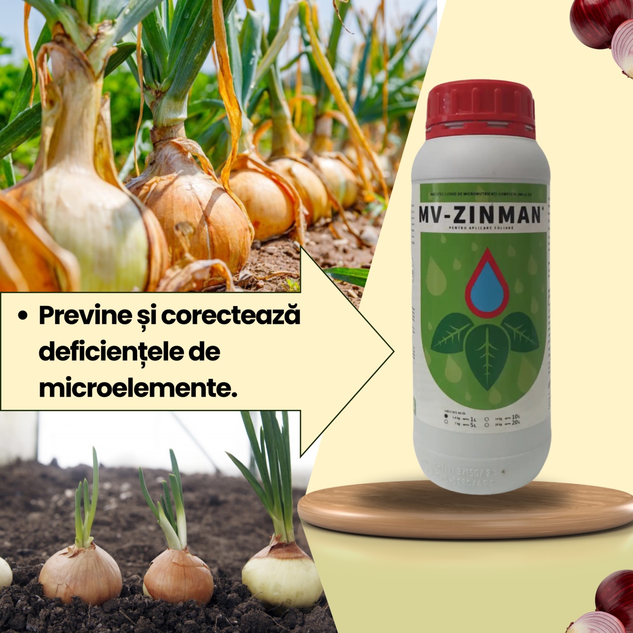 BIOPACK Stadiul 2 Ceapa - Dezvoltare Vegetativa - Maturitate - 2 | YEO