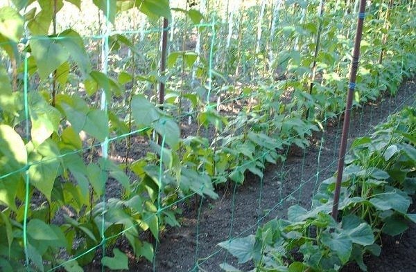 Plasa pentru sustinere plante, montare vertical sau orizontal
