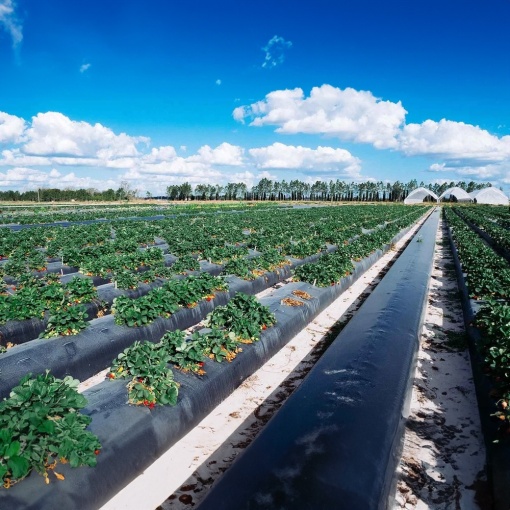 Folie Neagra pentru Mulcire 1m x 50m destinata Gradinii si Culturilor de Legume - Img 3