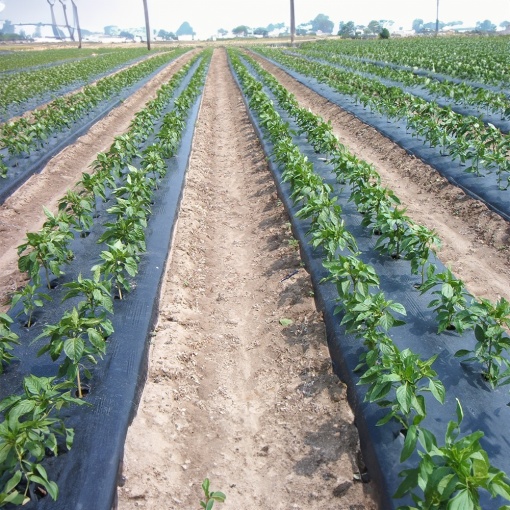 Folie Neagra pentru Mulcire 1m x 50m destinata Gradinii si Culturilor de Legume - Img 4