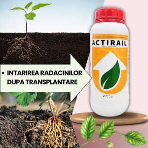 BIOPACK Stadiu 1 CAPSUNI - Transplantare, Dezvoltare si Crestere Productivitate - Img 2