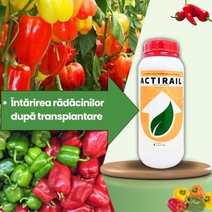 BIOPACK Stadiu 1 ARDEI – Tratament BIO pentru transplantare - Img 2