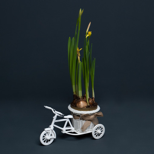 Aranjament floral pe bicicletă cu 6 bulbi de Narcise