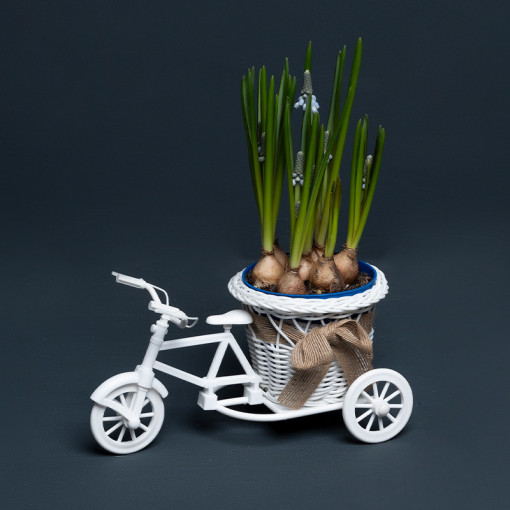 Aranjament floral pe bicicletă cu 7 bulbi de Muscari