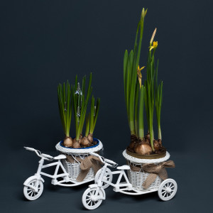 Aranjament floral pe bicicletă cu 7 bulbi de Muscari