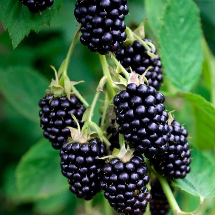 mure-thornfree~22.jpg