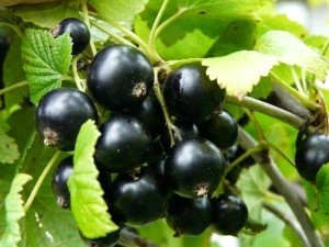 Coacaz Fertodi