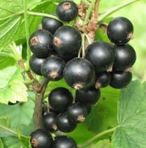 Coacaz Tiben
