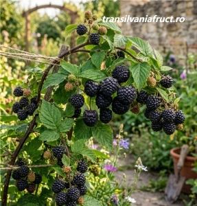 Zmeura neagra Black Jewel