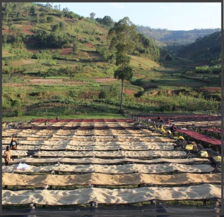 BURUNDI Gakenke Kayanza Honey - Img 2