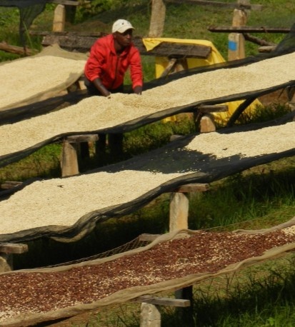 BURUNDI Gakenke Kayanza Washed - Img 4