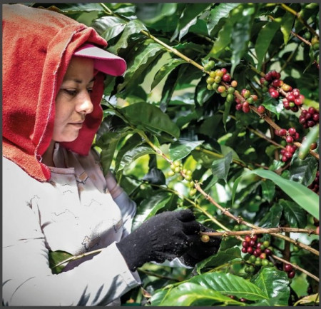 COLOMBIA Antioqua Hacienda La Claudina Gesha Honey - Img 3