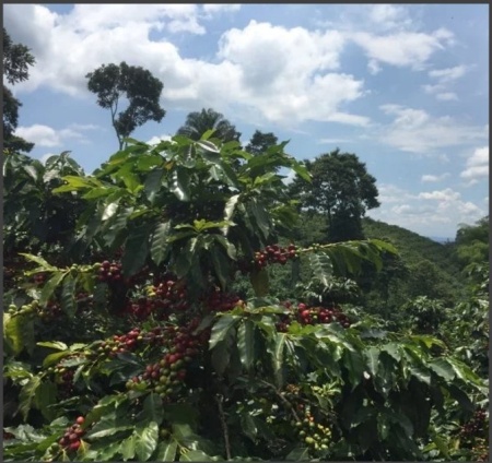 COLUMBIA Huila Finca Villa Betulia Anaerobic Natural - Img 2