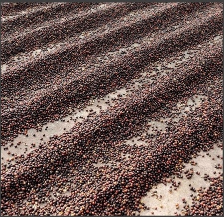 COSTA RICA Hacienda Sonora CASCARA - Dried coffee cherry pulp, seedless - Img 2
