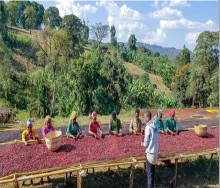 ETHIOPIA Yirgacheffe Dilla Zuria - Img 3