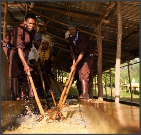 ETIOPIA Sidamo Bombe Gr.2 Washed - Img 2