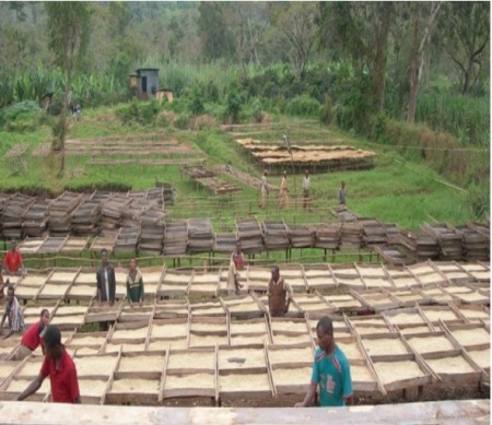 ETIOPIA Sidamo Shantawene - Honey Wine Fermentation - Img 2