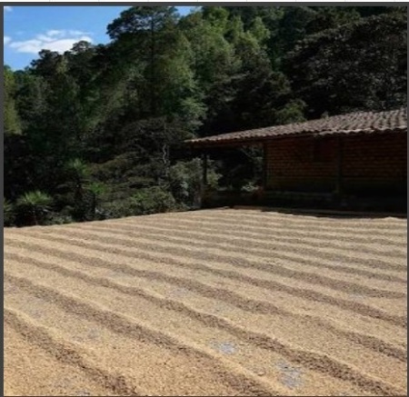 HONDURAS Finca El Jardin - Img 2