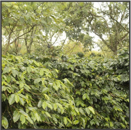 INDONEZIA Sumatra Mandheling Triple Pick Grade 1 - Img 4