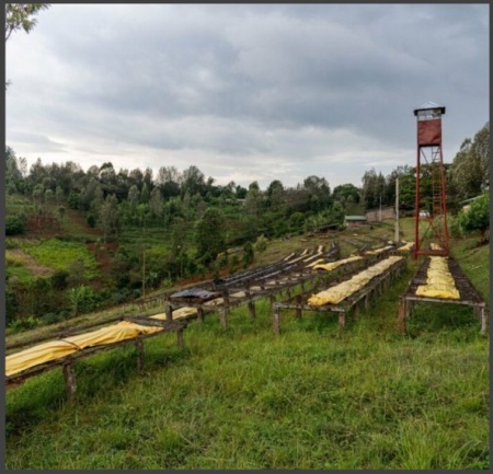 KENYA Nyeri Ndurutu Anaerobic Natural - Img 3