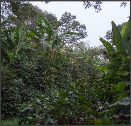 NICARAGUA Finca Bethania Maracaturra Washed - Img 3