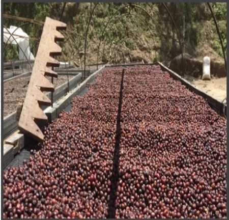 PANAMA Chiriquí Finca Hartmann Washed - Img 3