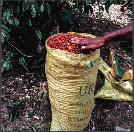 PAPUA NEW GUINEA Sigri Estate Washed - Img 3