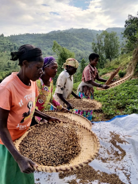 RWANDA Bugoyi Baho Red Bourbon - Img 3