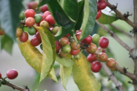 BURUNDI Gakenke Kayanza Washed - Img 3