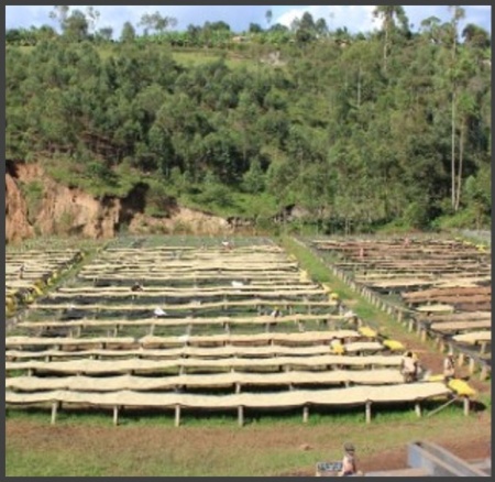 BURUNDI Kibingo Kayanza Washed - Img 3