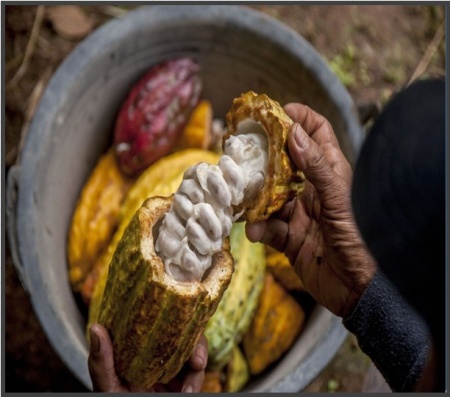 CACAO Boabe Crude - INDONESIA West Bali Jembrana Cooperative - Img 3