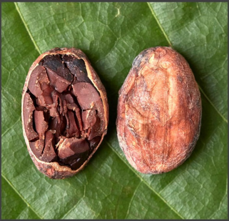 bob de cacao