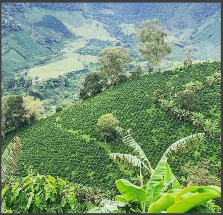 COLOMBIA La Luisa Peach Honey - Img 3