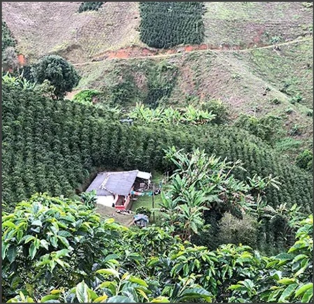 COLUMBIA Excelso Valle del Cauca Marchalii - Img 3