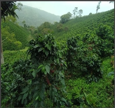 COLUMBIA Finca Yarumal Gesha Natural - Img 3