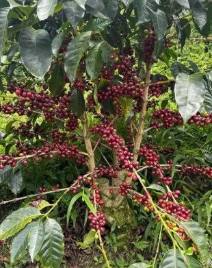 COLUMBIA Huila Finca Las Palmas Pineapple Co-fermented Washed - Img 2