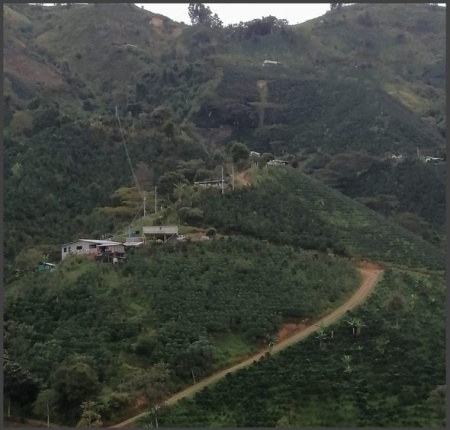COLUMBIA Huila Finca Villa Ines - Img 2
