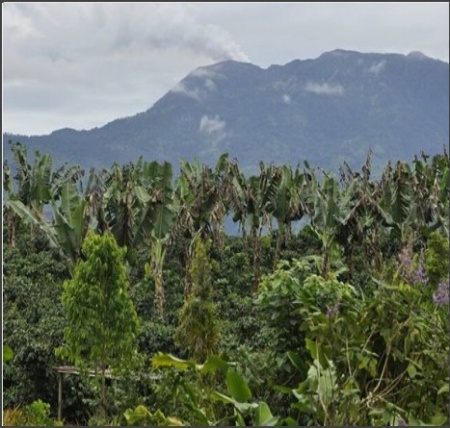 COSTA RICA Aquiares Estate Esperanza Anaerobic Natural - Img 3