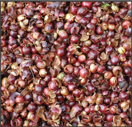 COSTA RICA Hacienda Sonora CASCARA - Dried coffee cherry pulp, seedless - Img 3