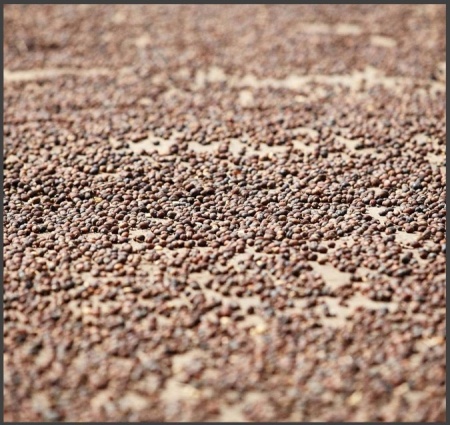 EL SALVADOR Finca El Martillo - Img 2